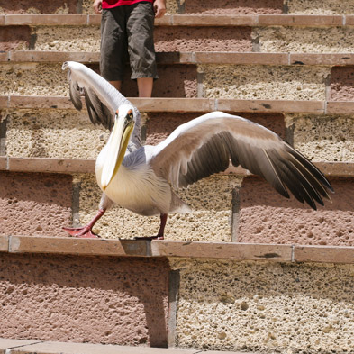 Teneriffa 2008