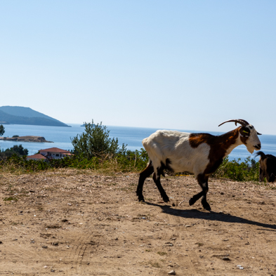 Chalkidiki 2017
