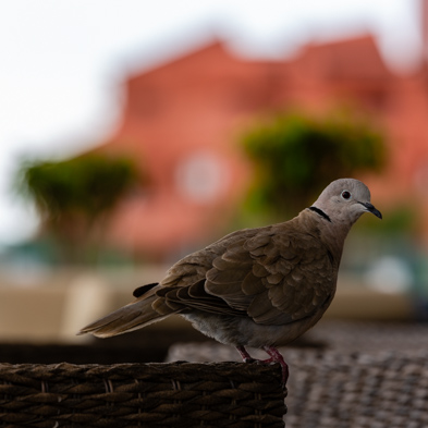 Teneriffa 2019