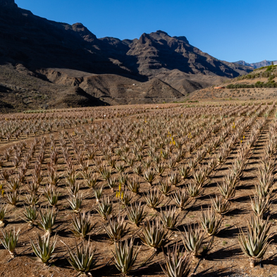 Gran Canaria 2024